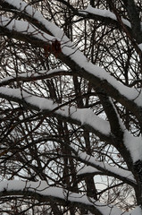 Vegetation, trees and branches covered with snow in the freezing autumn environment near ​​Savonlinna Finland