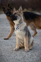 Photo of Baron and Attila.