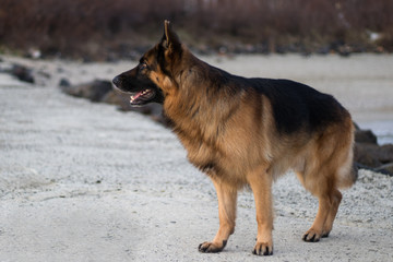 Photo of Attila. His breed is German Shepherd