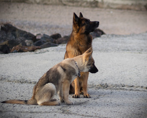 Photo of Baron and Attila.