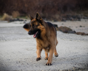 Photo of Attila. His breed is German Shepherd