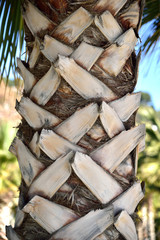 Palm tree trunk makro.