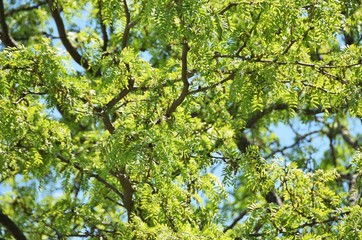 Locust Tree Branches