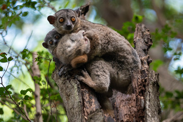 Sportive Lemur with baby