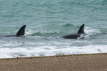 Fototapeta premium Killer Whale, Patagonia,Argentina