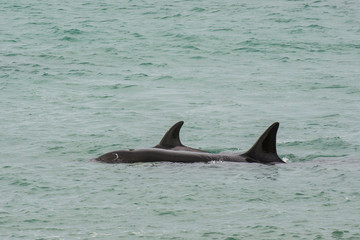 Fototapeta premium Killer Whale, Patagonia,Argentina