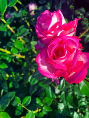 Beautiful pink rose on a background of green leaves in the home garden in the rays of the bright sun.