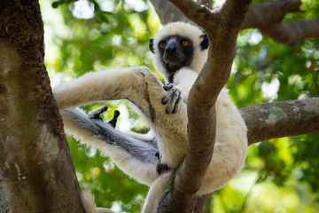 Von der Deckens Sifaka