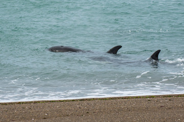 Fototapeta premium Orcas patrolling the Patagonian coast