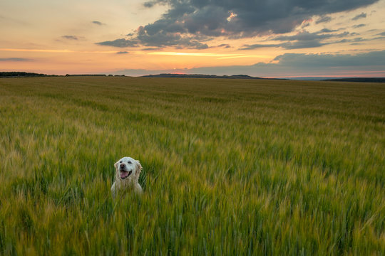 Happy dog enjoying late afternoon walk in crop field