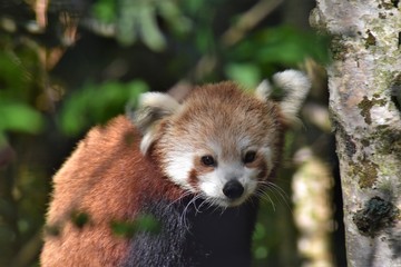 red panda in tree