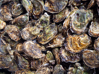 Oysters at the farmers market in Arles, France