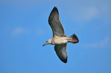 Gull flying in the blue sky. Fauna of Ukraine. Closeup.