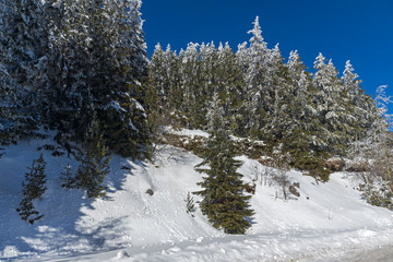 Amazing winter landscape of Vitosha Mountain with snow covered trees, Sofia City Region, Bulgaria