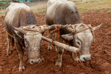 Oxen used for plowing the fields.