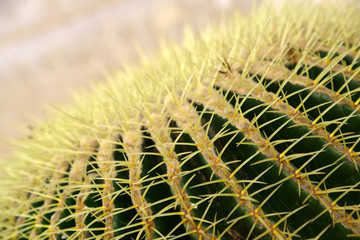 Cactus texture background, close up 