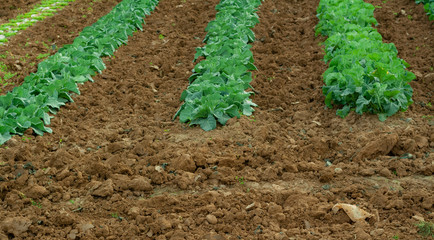 Huerta de lechugas