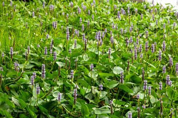 Blooming pickerel weed at Mountainview Lake in Sunapee, New Hampshire.