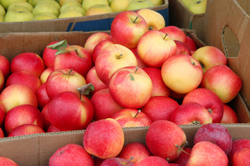 Naklejka na ściany i meble Organic Fresh Apples in a cardboard crates. harvest of apples. 