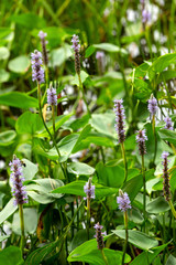 Blooming pickerel weed at Mountainview Lake in Sunapee, New Hampshire.