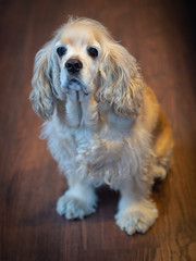 american cocker spaniel