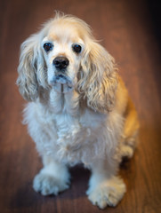 american cocker spaniel