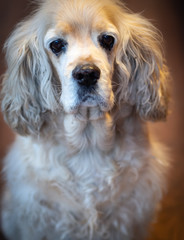 american cocker spaniel