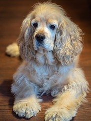 american cocker spaniel