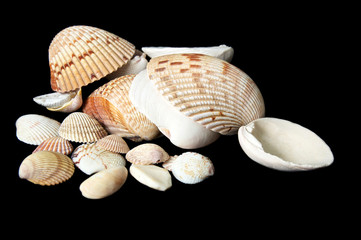 Large pile of different size clam type sea shells on black background, at eye level.