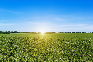 Fototapeta na wymiar Green field of peas and sunrise.