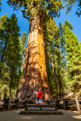 Young man standing by the General Sherman - the largest tree by volume in the world. Sequoia...