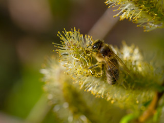 Fototapeta premium Biene sammelt Pollen auf Weidenblüte - Palmkätzchen