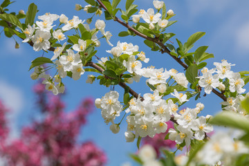 zweig mit Apfelblüten, blauer Himmel und rosa Kirschbaum defokussiert