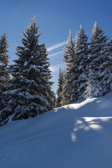 Amazing winter landscape of Vitosha Mountain with snow covered trees, Sofia City Region, Bulgaria