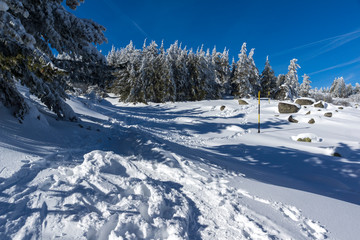 Fototapeta na wymiar Amazing winter landscape of Vitosha Mountain with snow covered trees, Sofia City Region, Bulgaria