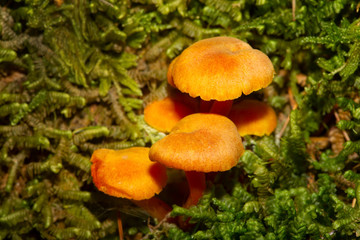 Orange waxcap mushrooms at Mud Pond in Sunapee, New Hampshire.