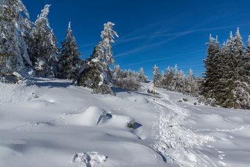 Amazing winter landscape of Vitosha Mountain with snow covered trees, Sofia City Region, Bulgaria