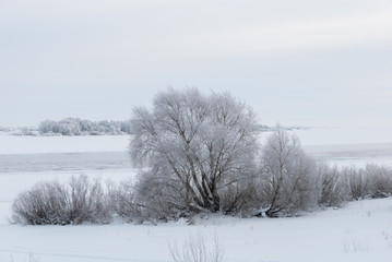 Winter landscape with willows frosty by the river