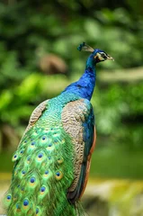 Rolgordijnen peacock with feathers © atdigit