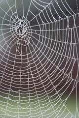 Spiderweb