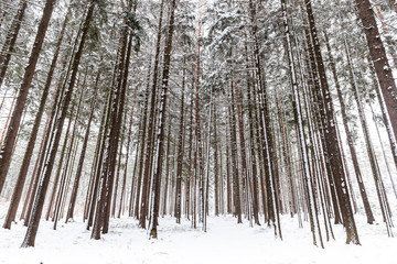 Fototapeta premium Winter forest. Forest in the snow.