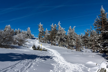 Amazing winter landscape of Vitosha Mountain with snow covered trees, Sofia City Region, Bulgaria