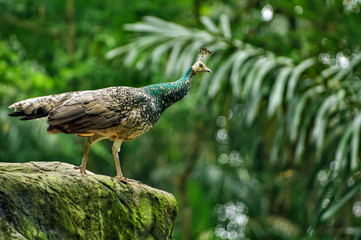 portrait of a bird,  peacock on a stone in forest on blurred background