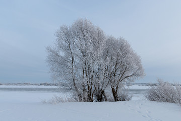 Fototapeta na wymiar Willows in the frost near the river. Winter landscape