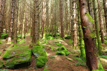 Walk through the forest close to Lofthus, Norway