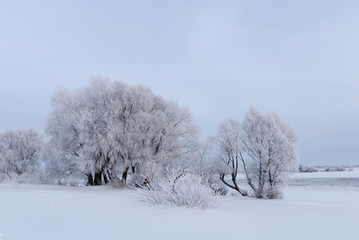 Obraz na płótnie Canvas Winter landscape with willows frosty by the river