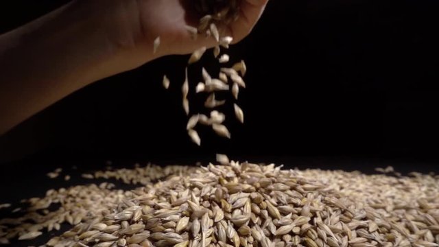 hands holding wheat grains on a black background