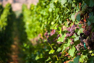 grapes in a winery