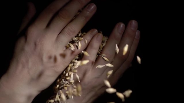 hands holding wheat grains on a black background