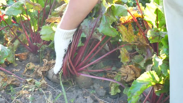 Farmer hands holding a bunch of freshly harvested red beetroots. Concept of autumn harvest